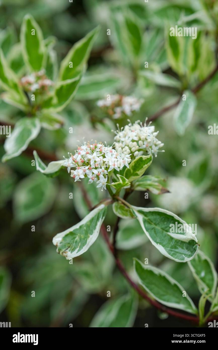Cornus alba Elegantissima, buntes rotgeschelltes Hartholz, Laubstrauch, graugrüne Blätter, weiße Ränder, cremeweiße Blüten Stockfoto