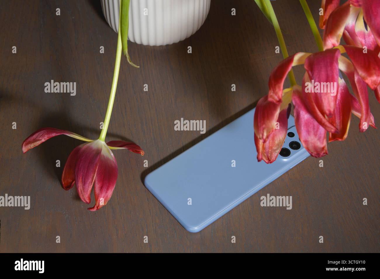 Weiße Vase auf dem Tisch mit verwelkten Tulpen in Nahaufnahme und einem leisen Smartphone Stockfoto