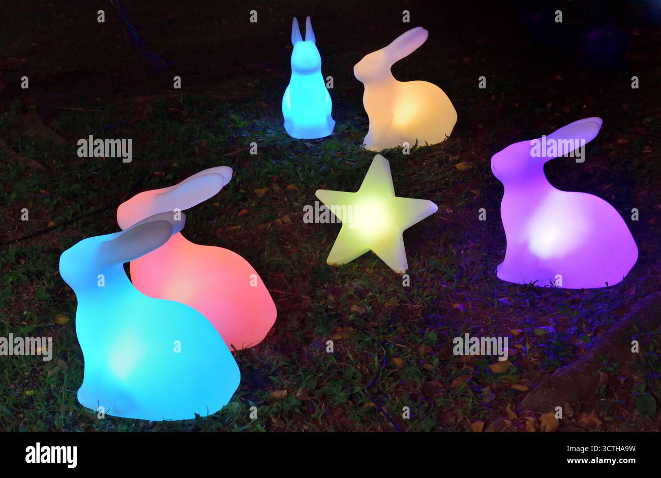 Kaninchenlichter auf dem Rasen Stockfoto
