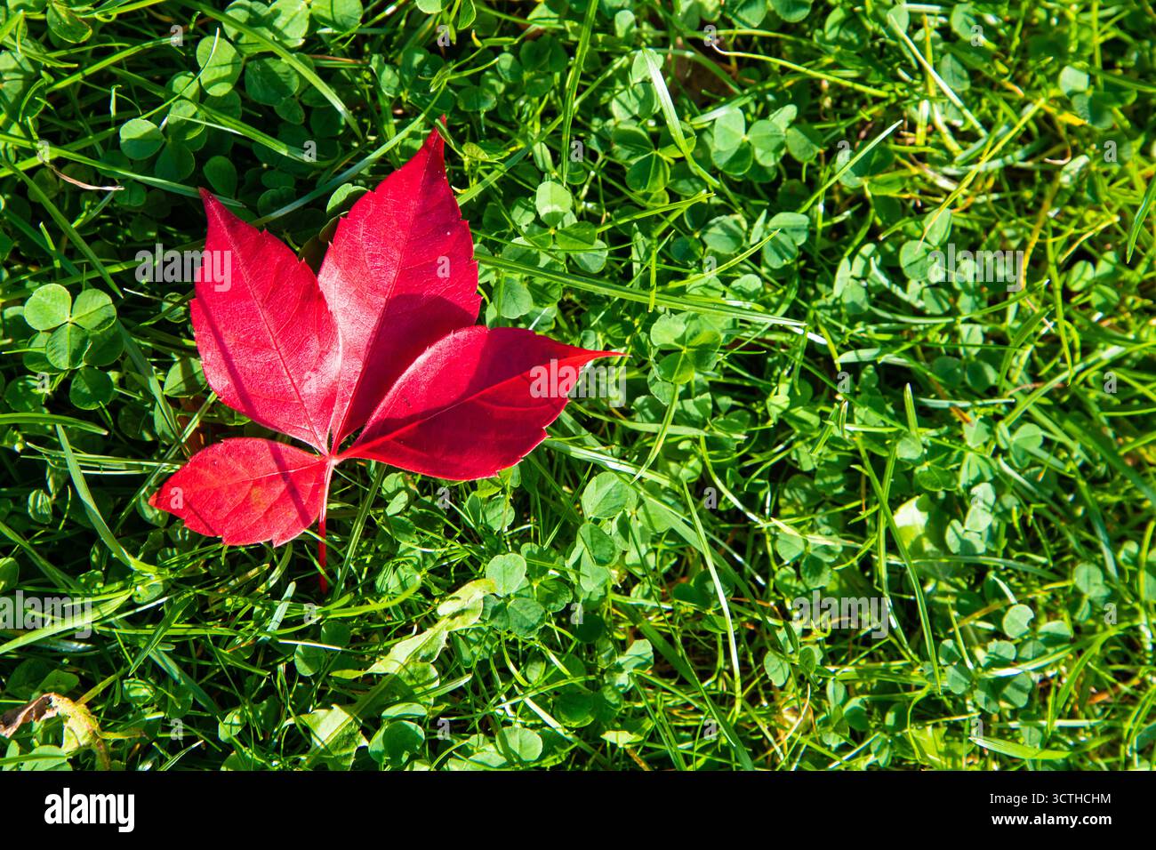 Ein leuchtend rotes Herbstblatt auf üppig grünem Gras, das den jahreszeitlichen Wandel und den natürlichen Kontrast bei lebendigem Sonnenlicht symbolisiert. Stockfoto