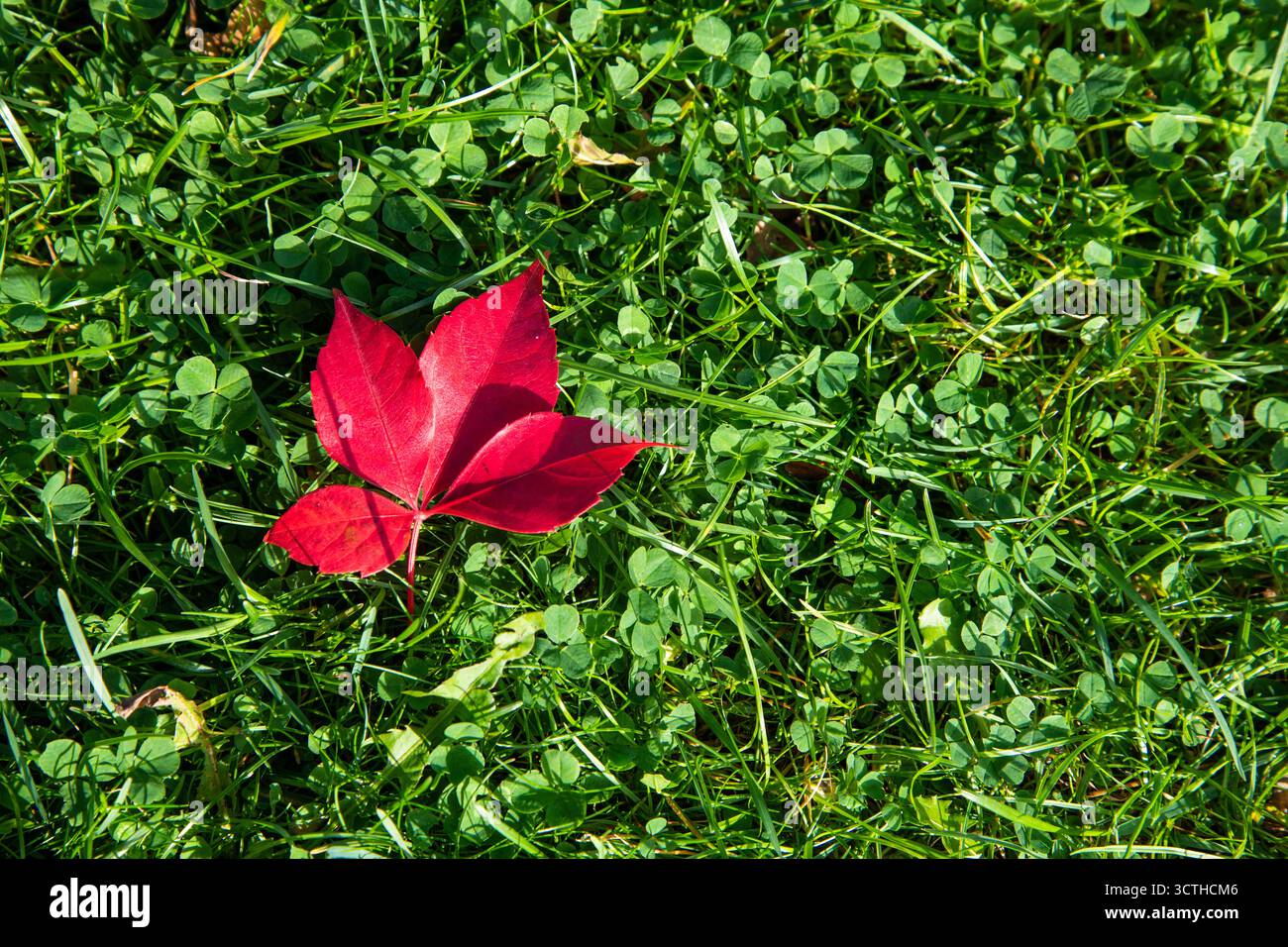Ein leuchtend rotes Herbstblatt auf üppig grünem Gras, das den jahreszeitlichen Wandel und den natürlichen Kontrast bei lebendigem Sonnenlicht symbolisiert. Stockfoto