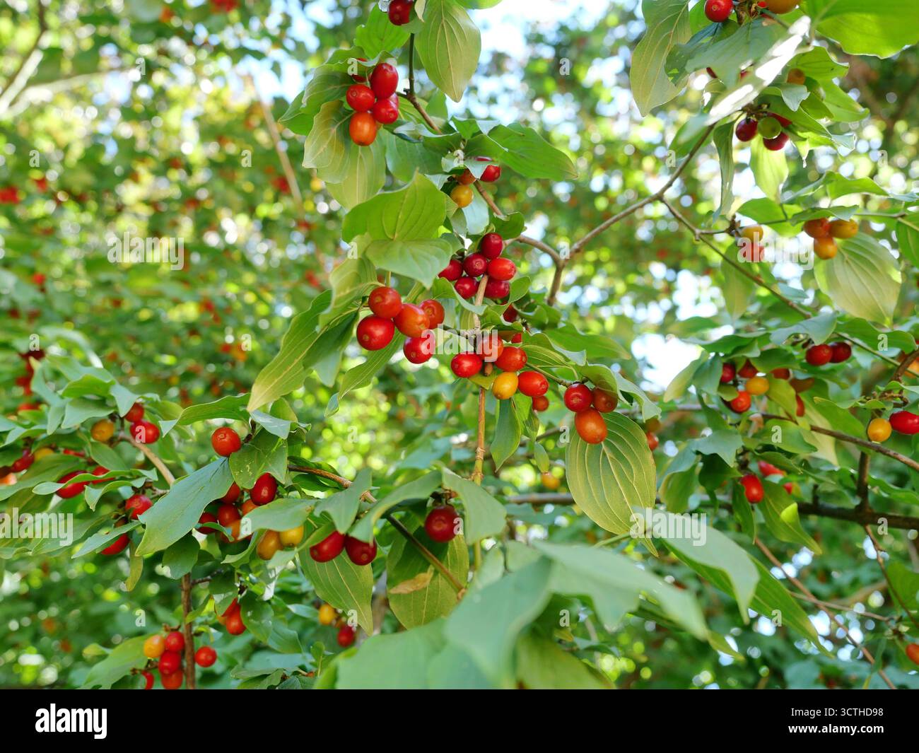 Kornelkirsche mit roten und orangen Früchten zwischen grünem Laub. Botanisches Thema, essbar und vielseitig. Kopierraum. Stockfoto