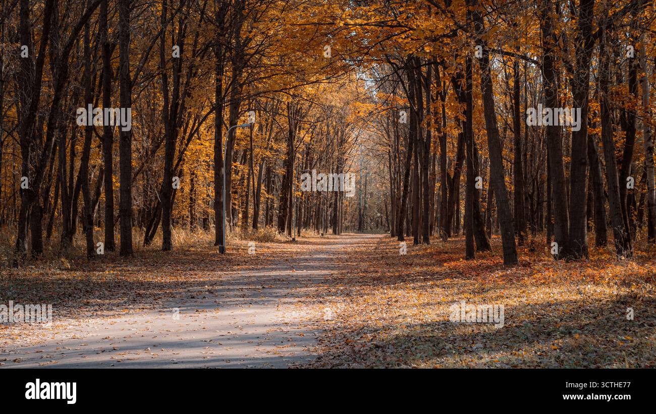 Ein friedlicher Waldweg im Herbst, umgeben von hohen Bäumen mit orangefarbenem und gelbem Laub. Der Gehweg ist mit heruntergefallenen Blättern bedeckt und beleuchtet Stockfoto