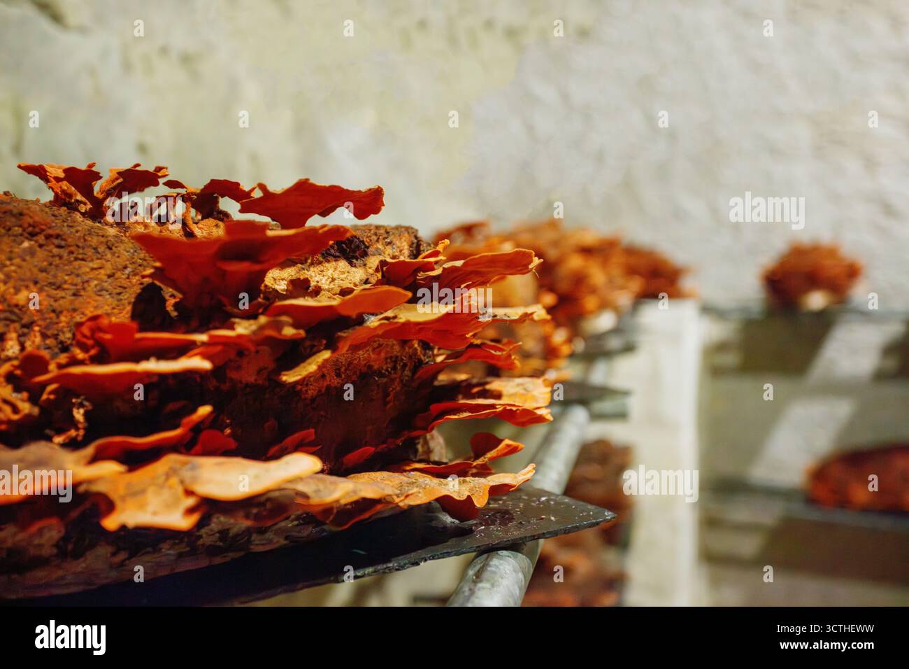 Pilze Zinnober Polypore wachsen auf einer Oberfläche aus Holz oder Rinde und wachsen in einer feuchten Umgebung, die in Reihen auf Regalen angeordnet ist Stockfoto