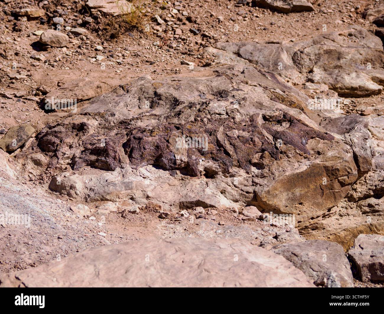Diplodocus vertebra in-situ, Trail Through Time, Rabbit Valley, Colorado, USA Stockfoto