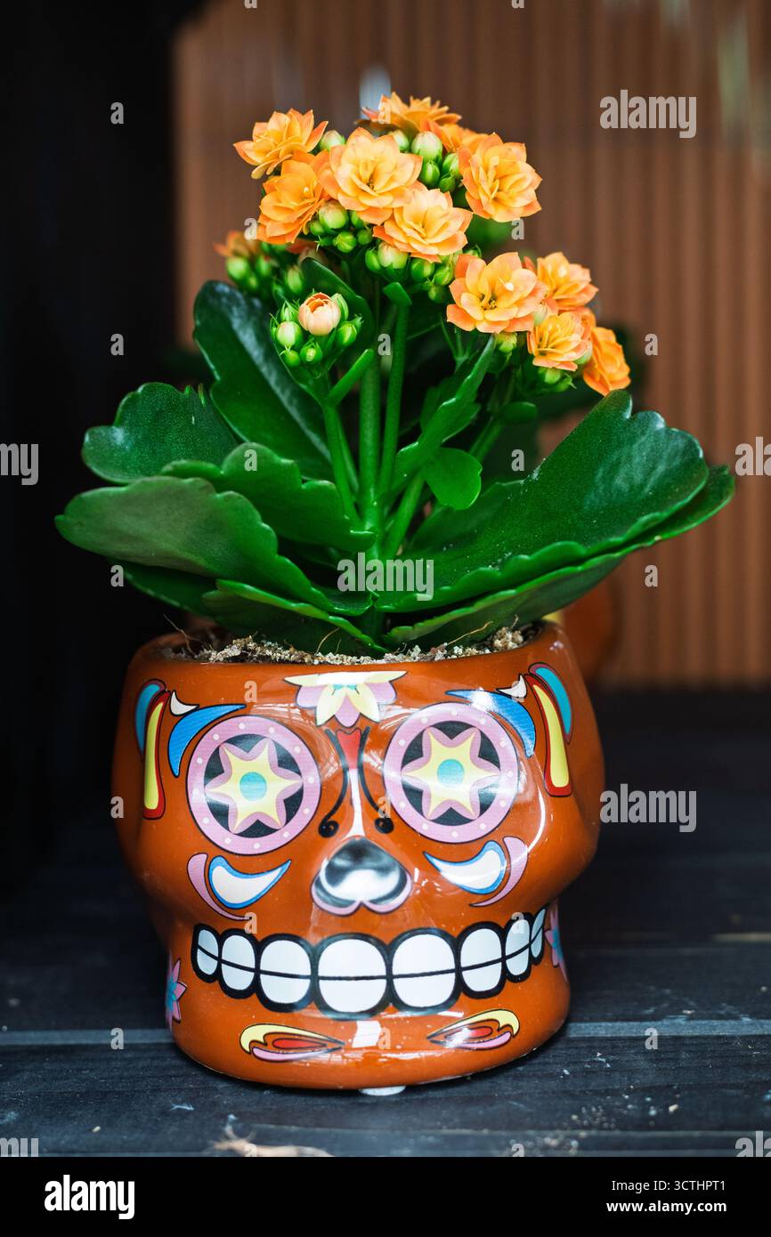 Orangen-kalanchoe-Blüten wachsen aus einem lebendigen, farbenfrohen, schädelförmigen Topf. Wir feiern mexikanische Kultur und Dia de los muertos Stockfoto