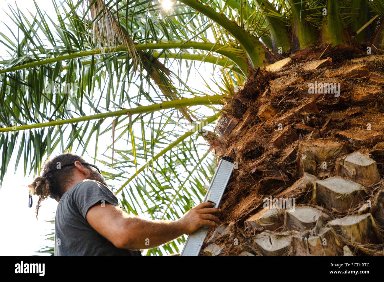 Gärtner, der im Sommer Palmen mit Leiter beschneidet und im Freien arbeitet. Stockfoto