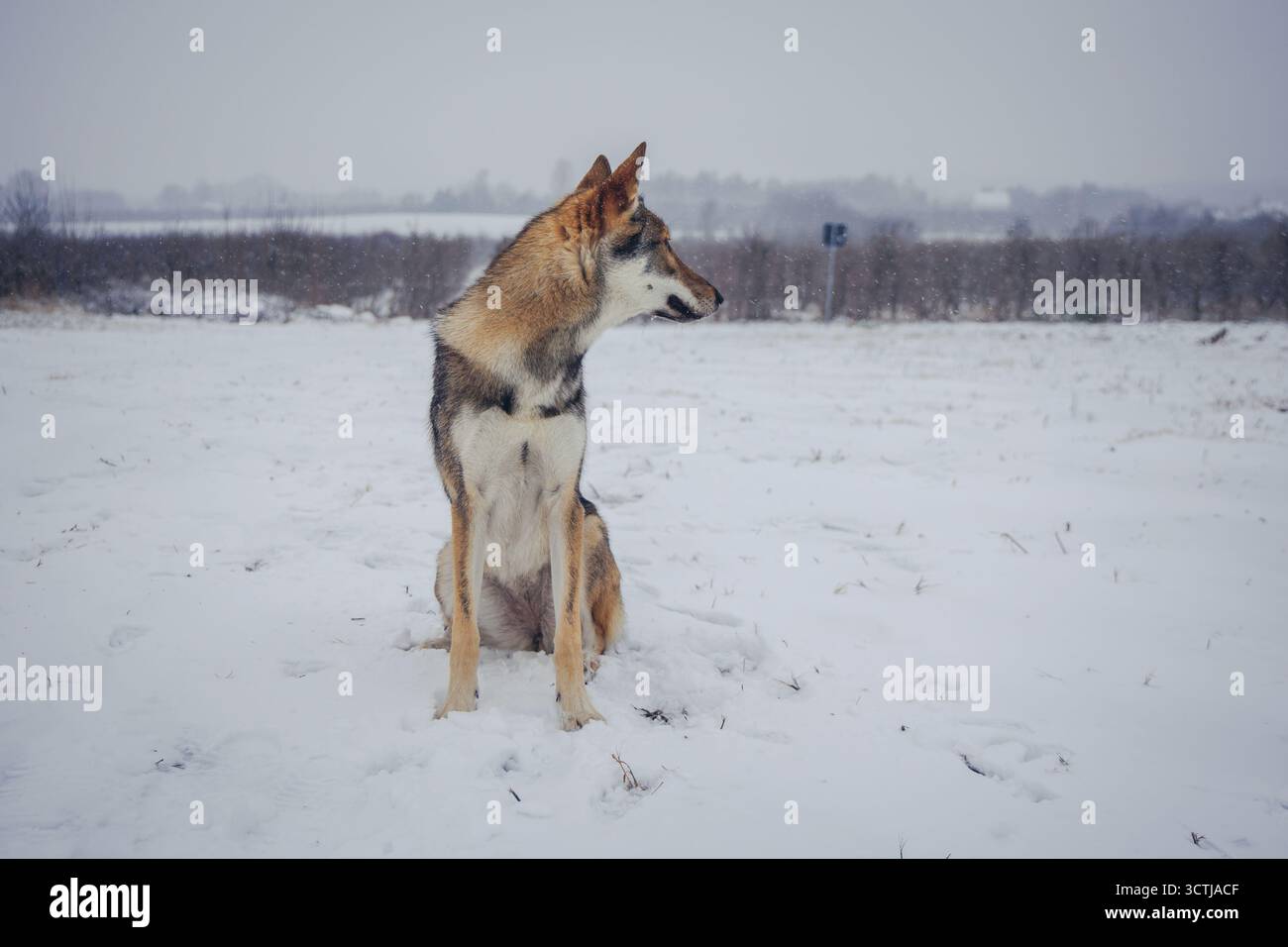 Porträt eines Tamaskanhundes im Winter in Polen Stockfoto
