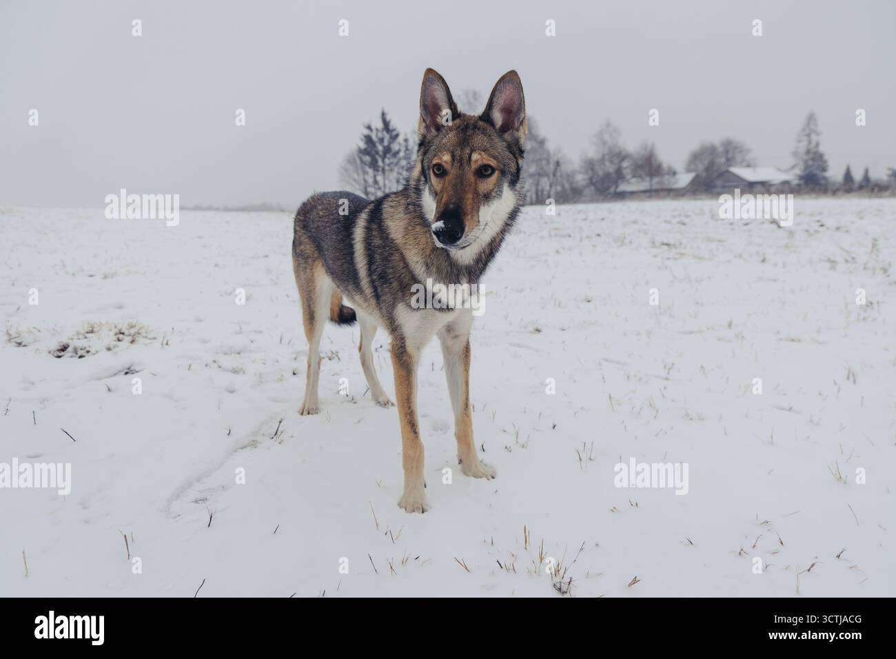 Junger Tamaskan-Hund auf einer schneebedeckten Wiese im Winter in Polen Stockfoto