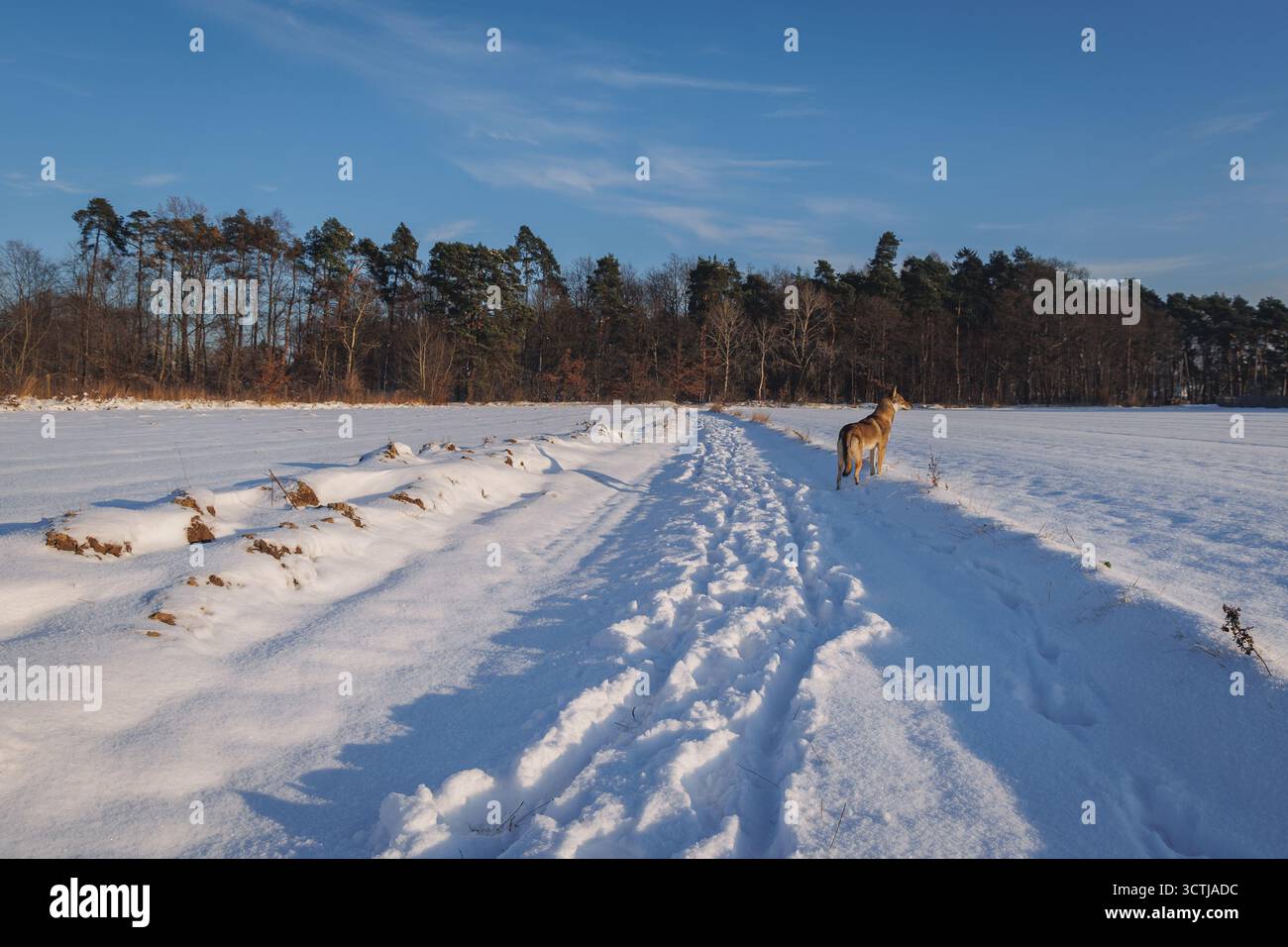 Junger Tamaskan-Hund auf einer Feldstraße im Winter in Polen Stockfoto