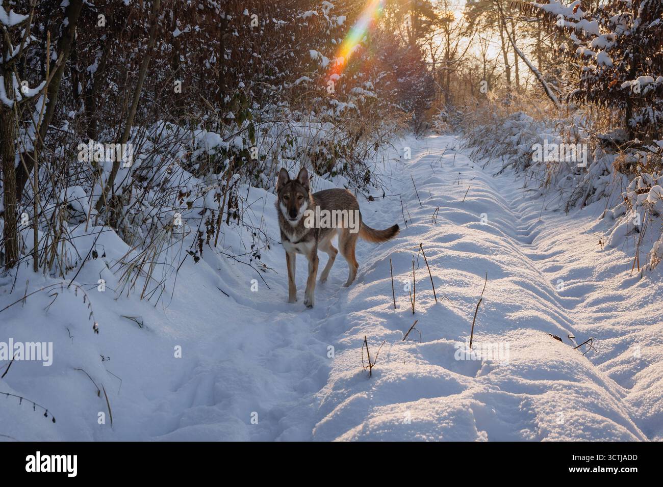 Tamaskan Hund spazieren im Winter in Polen auf Schnee Stockfoto