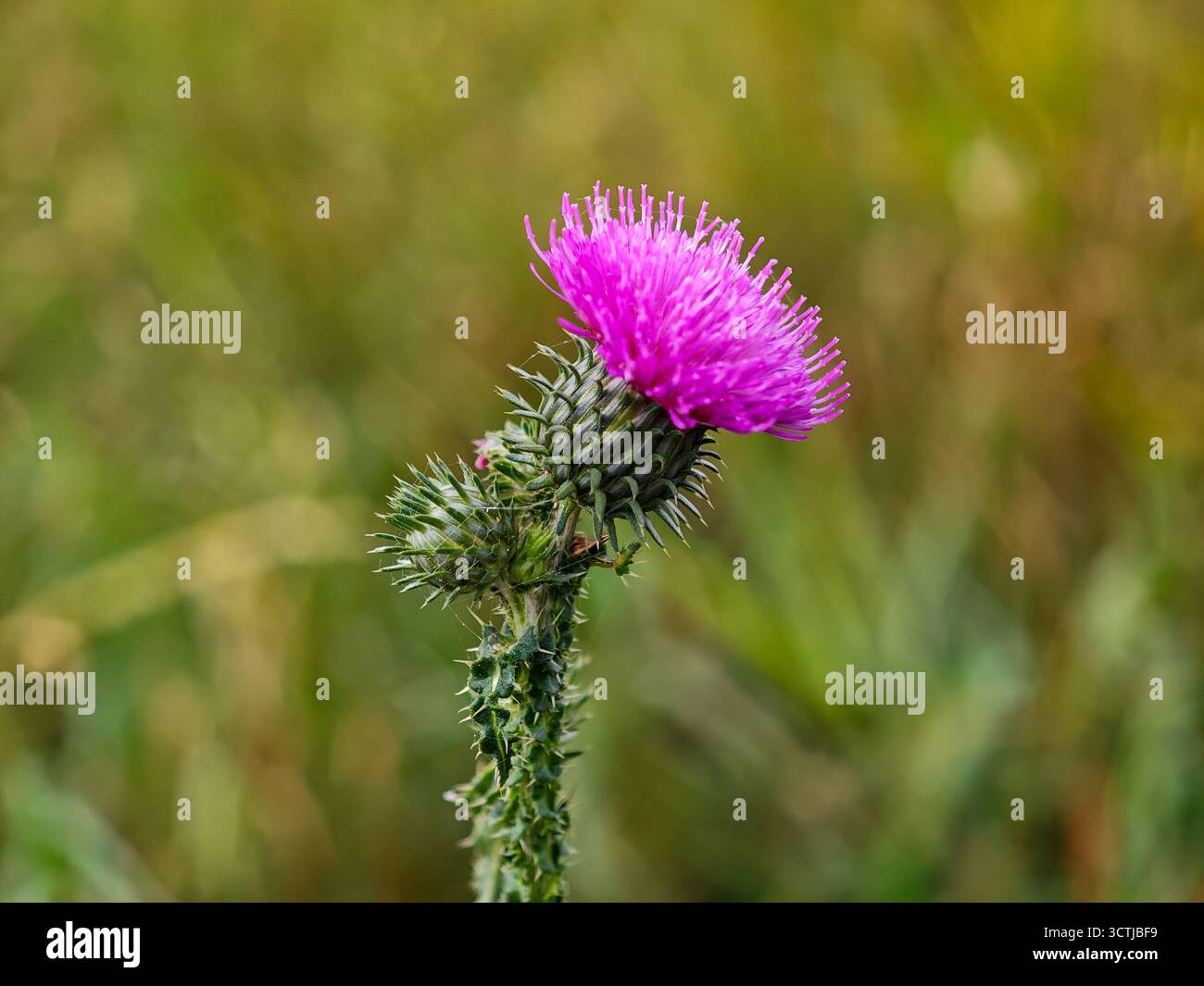 Eine Nahaufnahme einer Distelpflanze mit ihrer markanten violetten Blüte. Die Pflanze hebt sich vor einem Hintergrund von üppigem grünem Gras unter hellen s ab Stockfoto