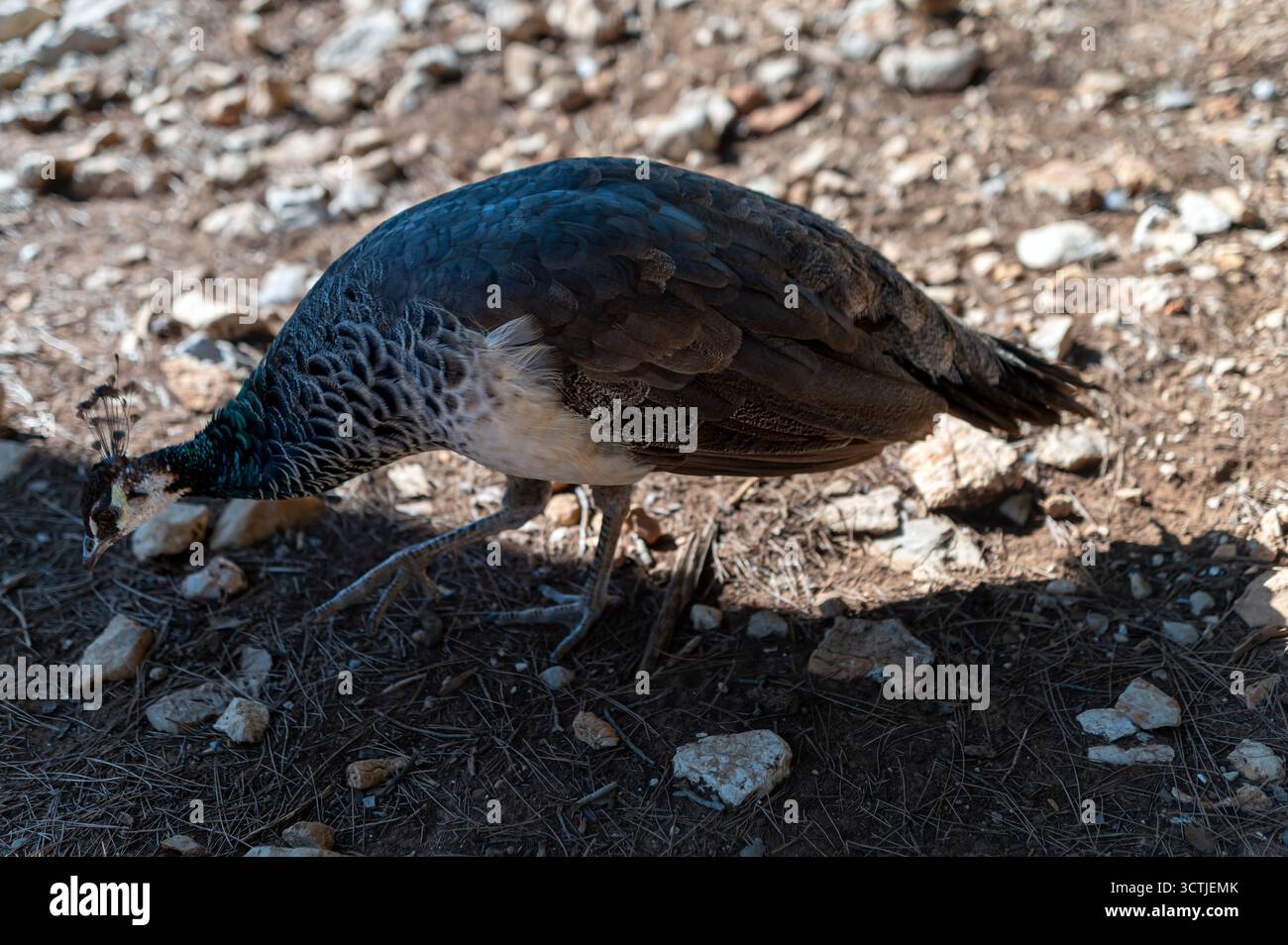 Ein Pfau sucht nach Nahrung zwischen Steinen in einer sonnigen Umgebung. Stockfoto
