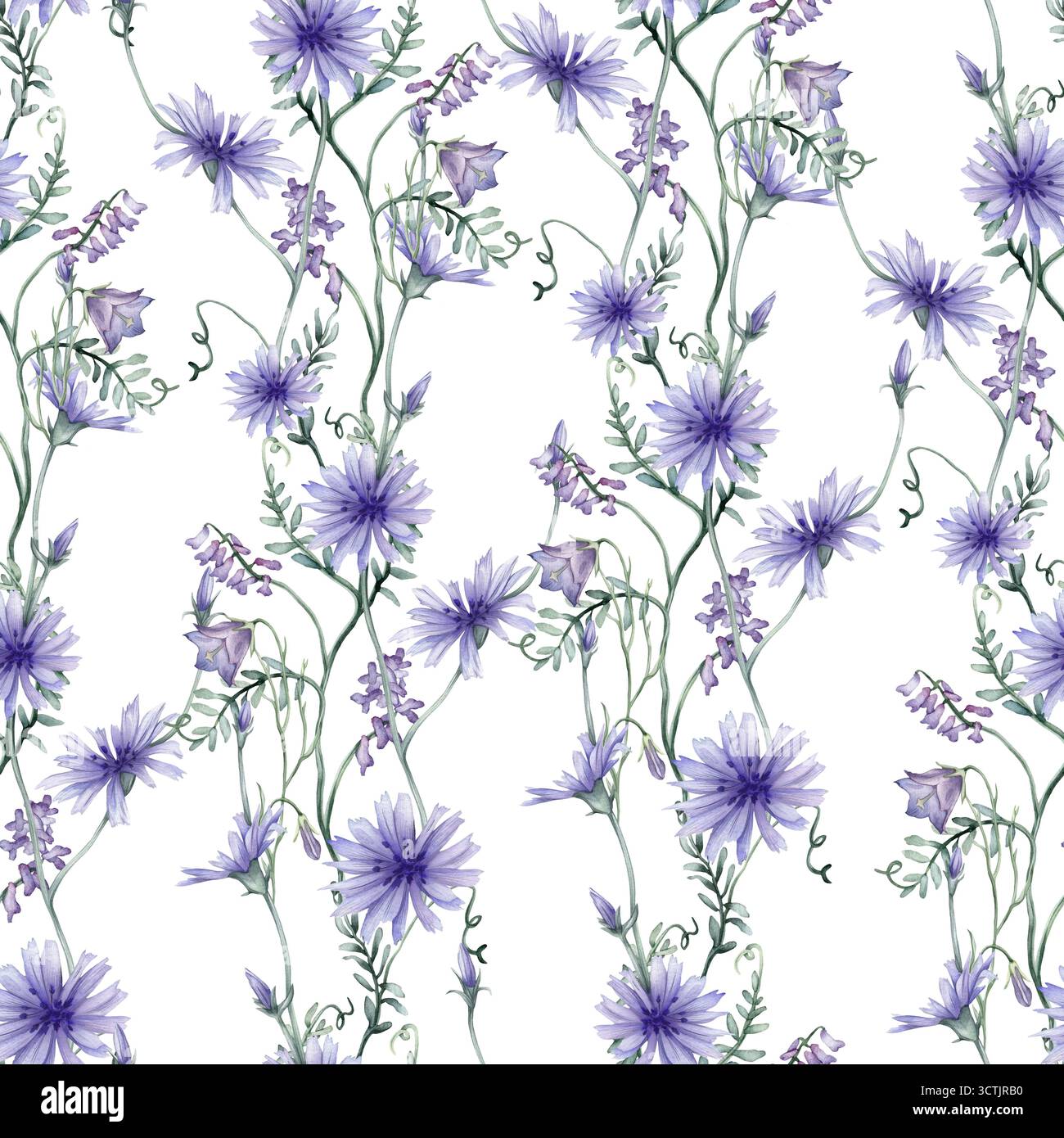 Aquarellnahtloses Muster weißer Hintergrund - Illustration mit grünen Blättern und blauen lila Zichorien Wildfield Kräuter Blumen. Hochzeitseinladungen Stockfoto
