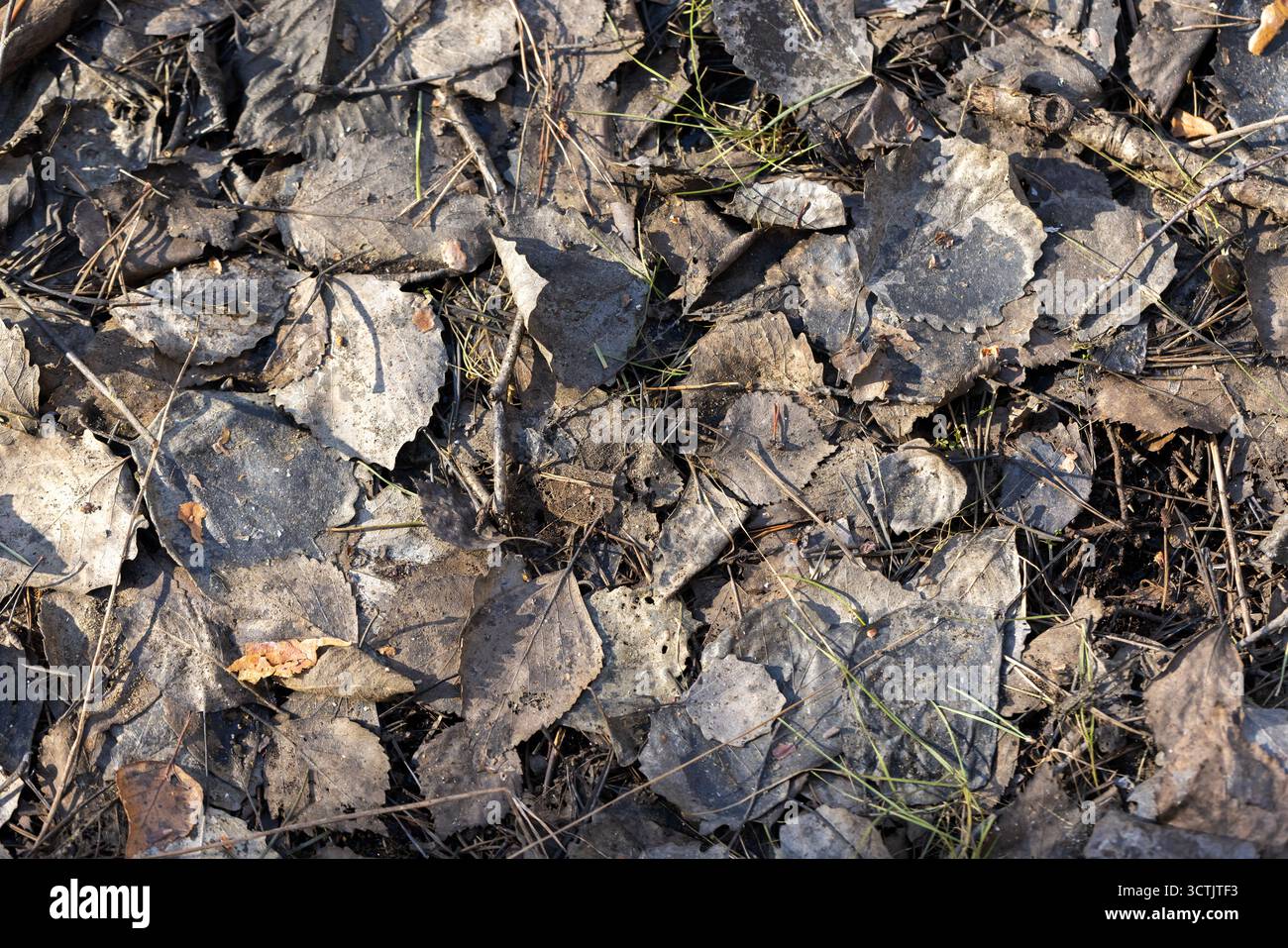 Eine detaillierte Nahaufnahme, die trockene gefallene Blätter, Zweige und verstreutes Gras auf einem zerklüfteten Waldboden zeigt. Natürliche Herbsttexturen und Erdtöne erinnern an rus Stockfoto