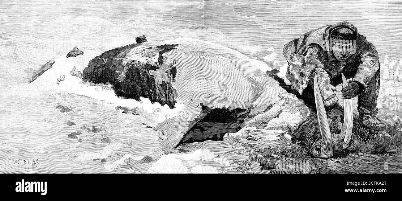 Toter Wal an der Küste von Bristol Bay, Alaska, 1890. Lord Lonsdales Reise durch das arktische Nordamerika. Die unternehmungslustige und mutige Leistung des Earl of Lonsdale, die während vieler Monate des Jahres 1888 in nördlicher Richtung reiste, vom Saskatchewan River im Great Western Territory von Kanada bis zu den Ufern des Arktischen Ozeans und von dort aus Alaska westwärts in den Nordpazifik... hat viel Aufmerksamkeit erregt. Wir werden von Lord Lonsdale mit einer genauen Darstellung seiner Reisen bevorzugt... nur wenige Leute, außer einige Offiziere der Hudson Bay Company und der Alaska Fur Company, haben uns gemeldet Stockfoto