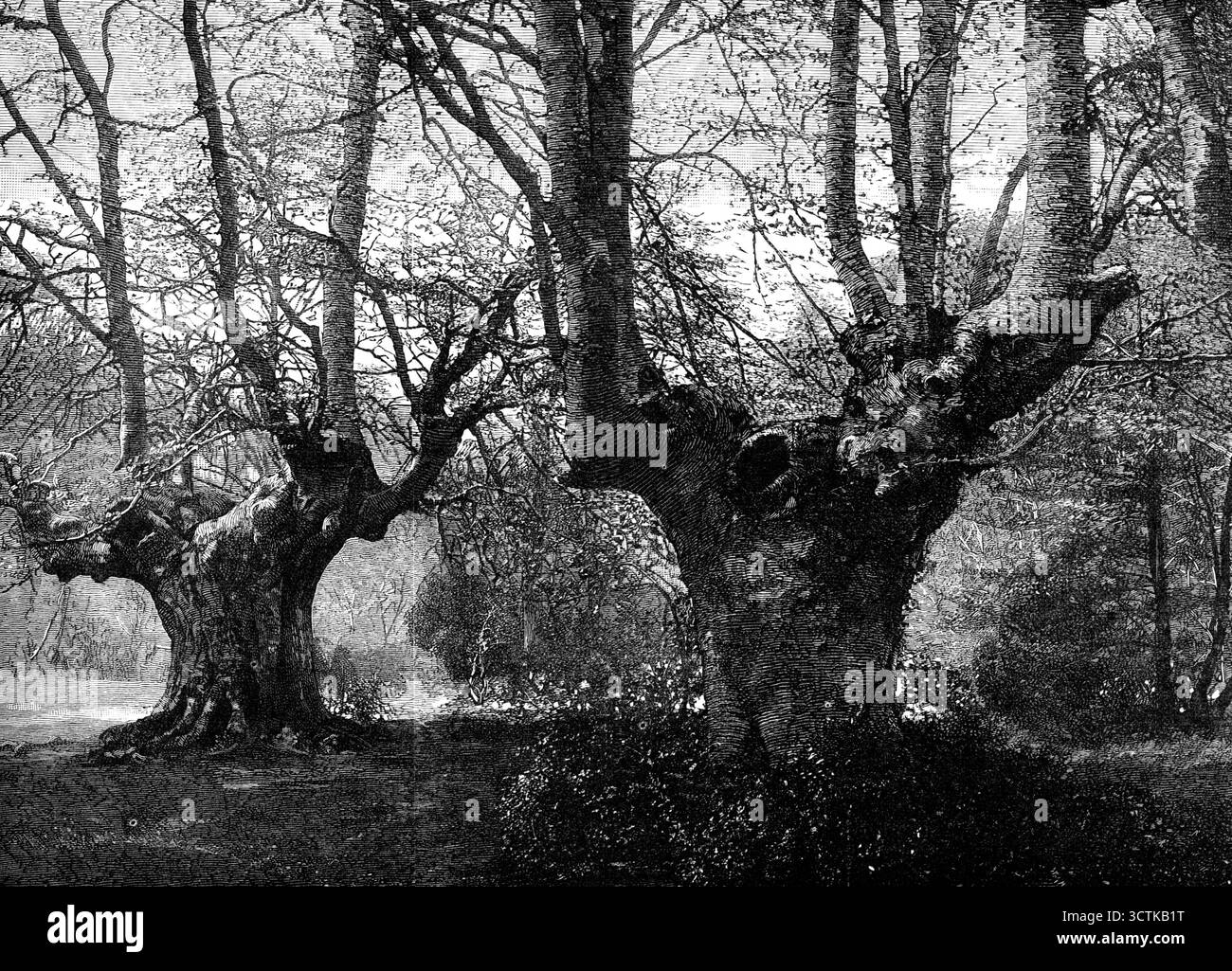 Widmung von Burnham Beeches an die Öffentlichkeit: Frühlingszeit in Burnham Beeches, 1883. "Der Bürgermeister von London, begleitet von den Mitgliedern der City Corporation und dem Lord Leutnant von Buckinghamshire, mit einigen Adeligen und Adeligen dieser Grafschaft, wurde am letzten Mittwoch in der interessanten öffentlichen Zeremonie engagiert, die für immer zum freien Genuss der Londoner und der ganzen Menschheit dieses gefeierte Stück sylvan-Landschaft eröffnet. was in den letzten hundert Jahren von vielen Besuchern beschrieben wurde... Wir präsentieren jetzt... zwei Gravuren, die mit Erlaubnis von Mr. Vernon Heath aus seinem wunderschönen Pho gezeichnet wurden Stockfoto