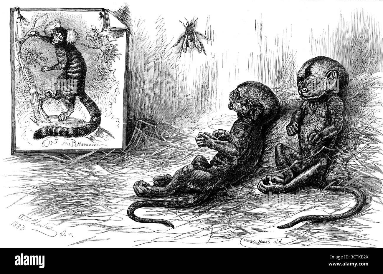 Junge Murmeltiere, geboren in London - (die Jungen und die Wespe sind lebensgroß), 1883. "Marmozet; 24 Stunden alt... das interessante Thema unserer Illustration wird im folgenden Brief von Herrn Frederick S. Mosely, einem Fellow der Zoologischen Gesellschaft, beschrieben: "Erlauben Sie mir freundlicherweise Raum zu sagen, dass ein Marmozet (Hapale jacchus) ich am 4. Von zwei Jungen geboren habe? Ich glaube, dass dies der erste in Europa bekannte Fall von Zucht ist. Ich habe die Tatsache Professor Flower, Mr. Tegetmeier und Mr. Bartlett mitgeteilt, und sie hielten den Umstand für ausreichend wichtig, um zu bezahlen Stockfoto
