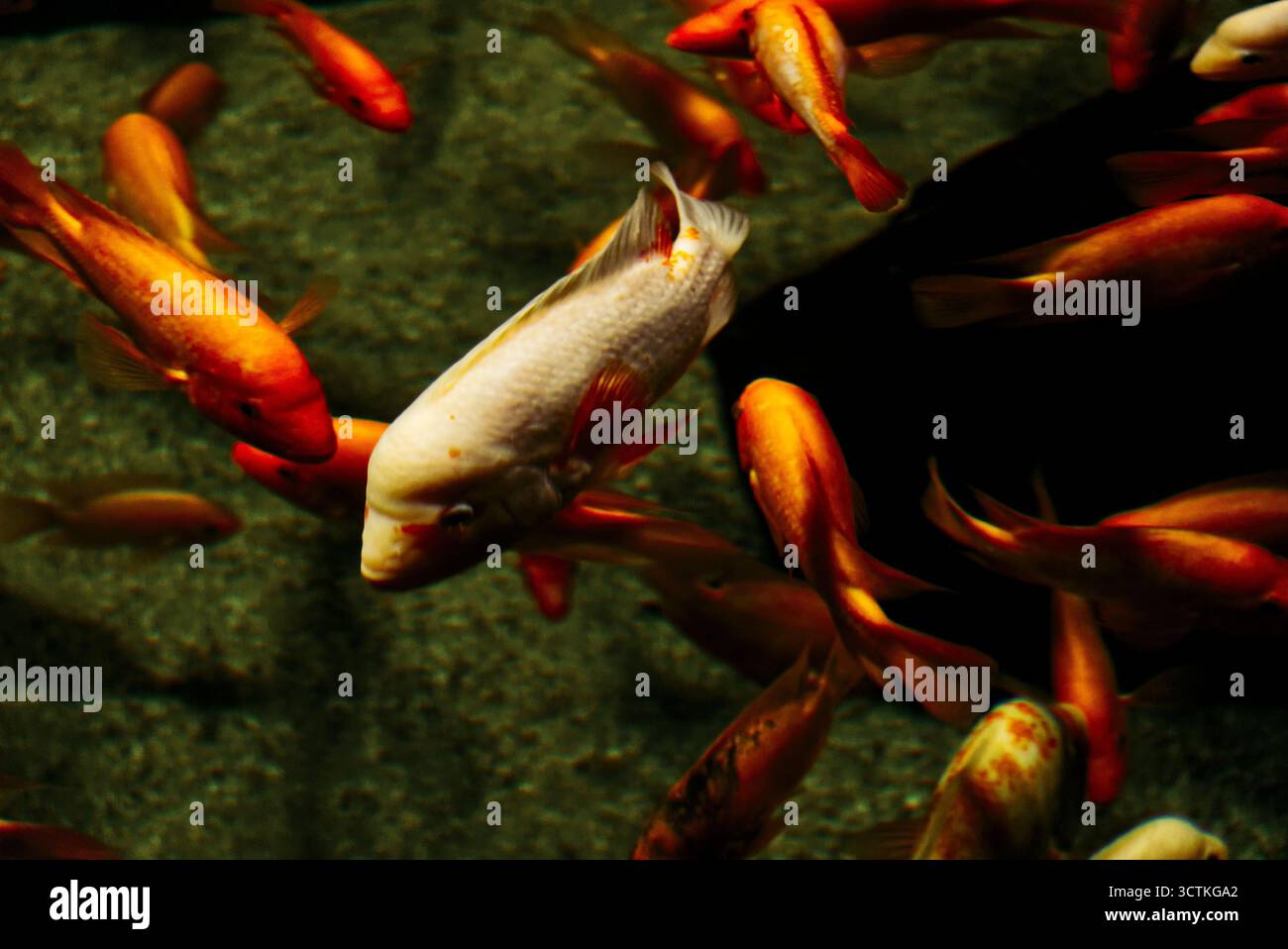 Fischboiden schwimmen im Aquarium Stockfoto