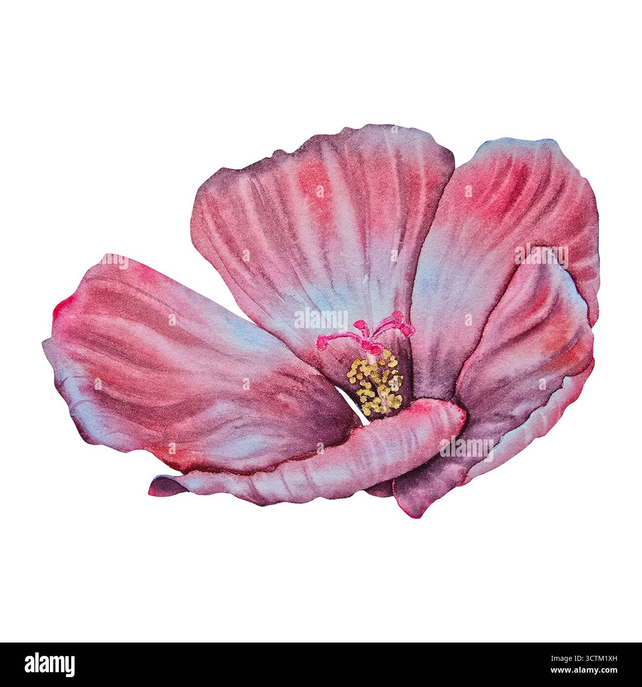 Eine Aquarellillustration einer roten und rosa Hibiskusblüte, gezeichnet in exotischem botanischem Stil. Perfekt für tropische Verpackungen, Sommermotive, Hochzeitsdekor, Kosmetik und Reisebranding. Stockfoto