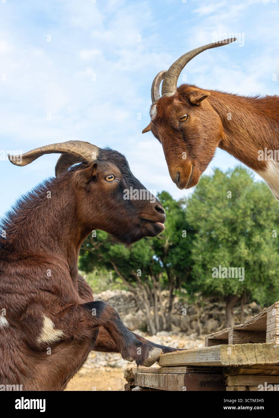 Fröhliche Ziegen laufen und spielen an sonnigen Tagen auf der ländlichen Farm. Natürlicher Lebensstil, nachhaltige Landwirtschaft und glückliche Tiere auf dem Land. Stockfoto