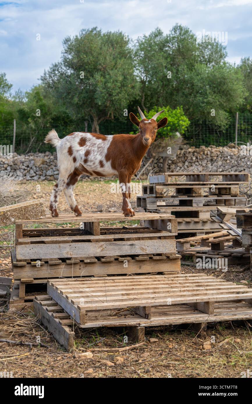 Braune und weiße Ziege, die auf Holzpaletten auf der Landfarm steht. Rustikale ländliche Umgebung, natürliche Landwirtschaft Lebensweise, entzückendes Bauernhoftier in seiner umgebung Stockfoto