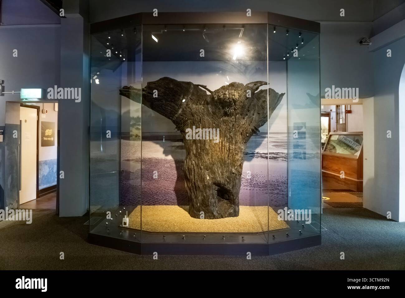 Der zentrale, umgedrehte Baumstamm von Seahenge, ausgestellt im King's Lynn Museum. Stockfoto