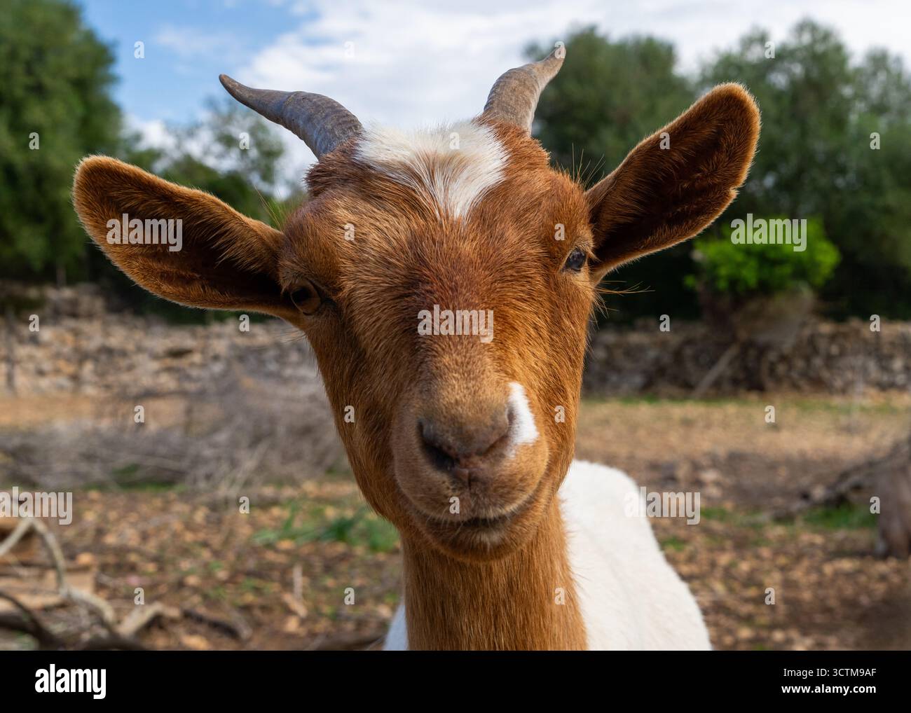 Nahaufnahme Porträt einer lustigen Ziege, die in die Kamera starrt. Humorvoller Ausdruck von Nutztieren, perfekt für Land, Tierhumor, ländliches Leben, soziale Medien Stockfoto