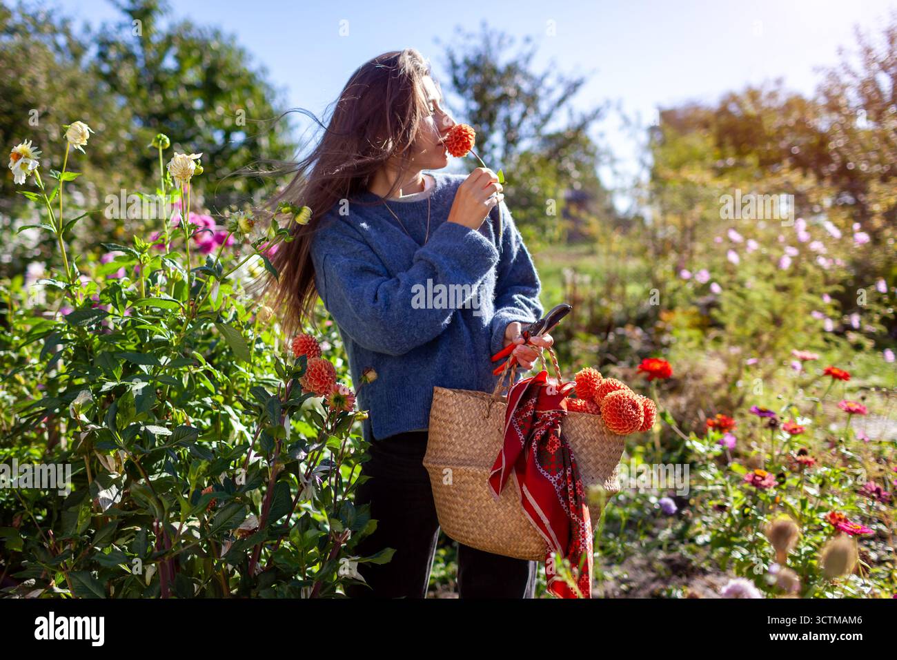 Gärtnerin pflückt frische Dahlienblüten im herbstlichen Garten mit Korb und Gartenschere. Stilvoller Bauer bewundert die Blüten im Herbstfeld Stockfoto