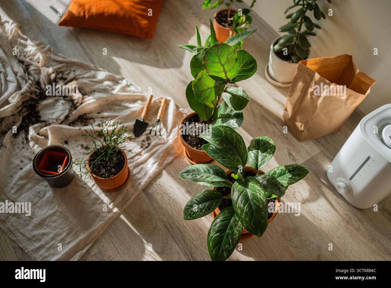 Pflege fr zimmerpflanzen -Fotos und -Bildmaterial in hoher Auflsung   Alamy