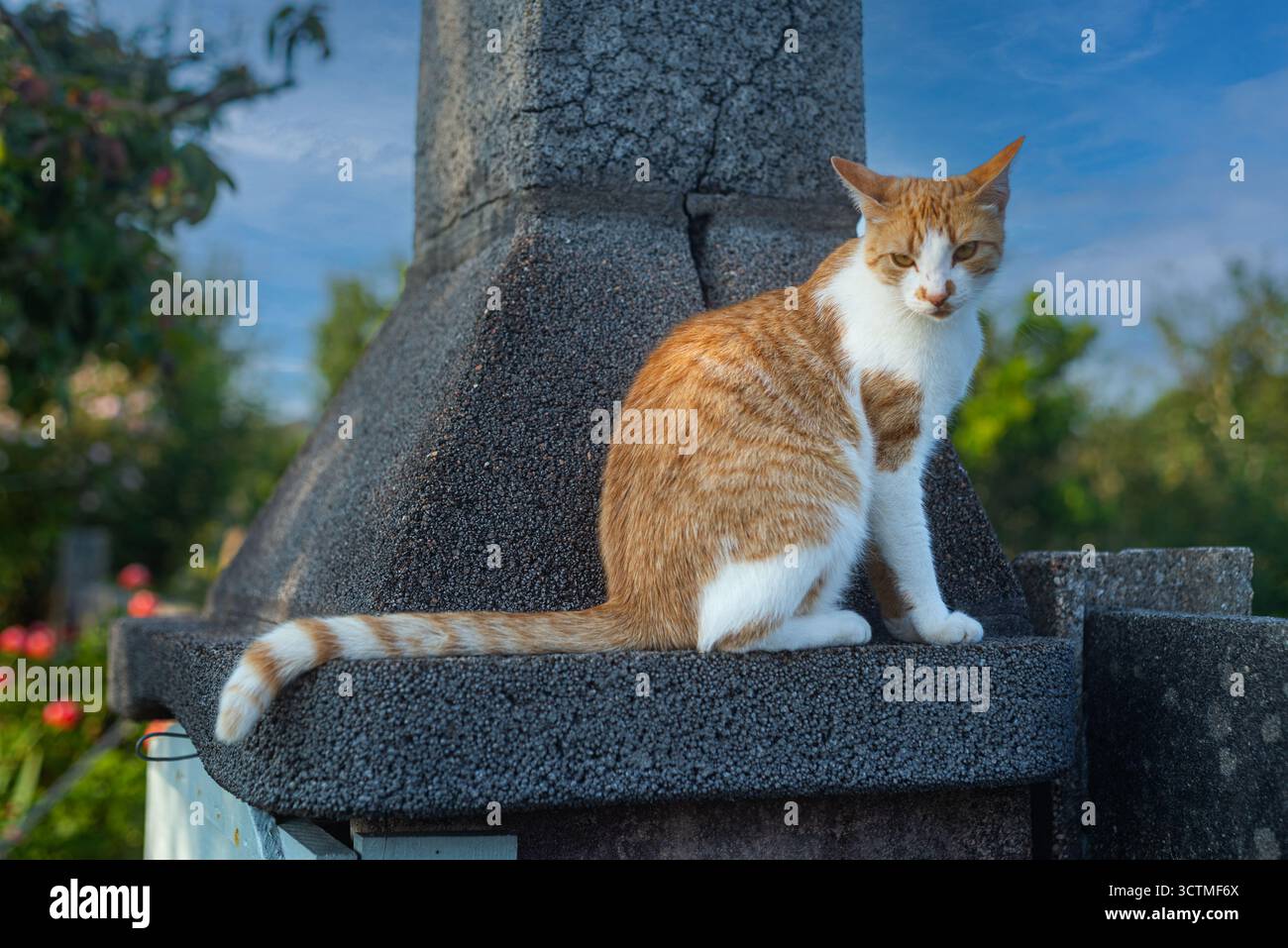 9. August 2021: Spanien: Süße Ingwerkatze sitzt im Kamin eines Grills und schaut in die Kamera Stockfoto