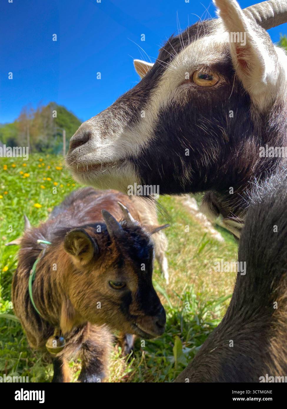 Nahaufnahme von Mutter Ziege und Kind an einem sonnigen Tag auf einer Alm Stockfoto