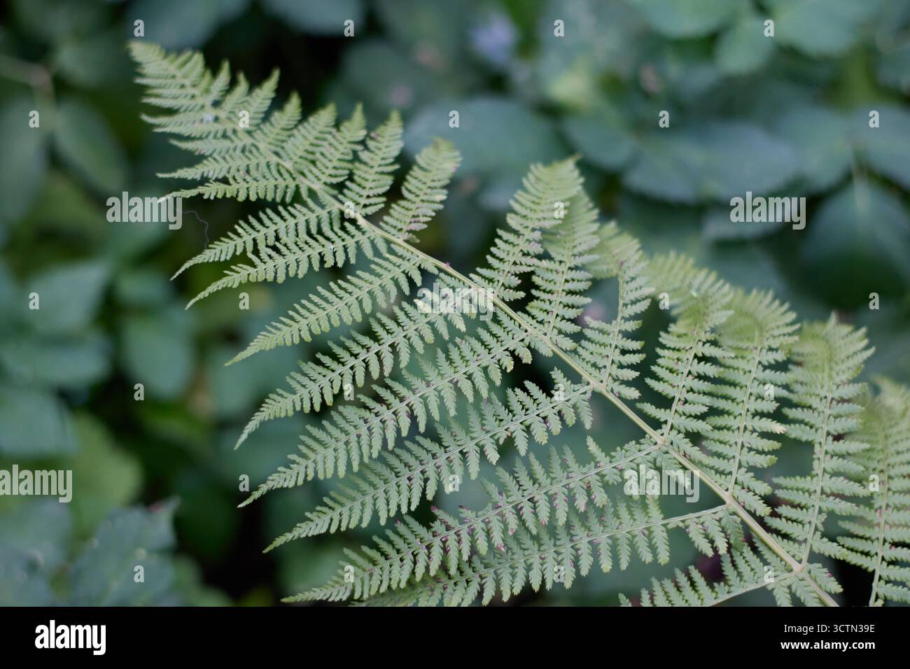 Eine fesselnde Nahaufnahme eines lebendigen grünen Farnfronds, das komplexe Details vor einem Hintergrund von üppigem Grün in einer ruhigen Umgebung im Freien zeigt. Stockfoto
