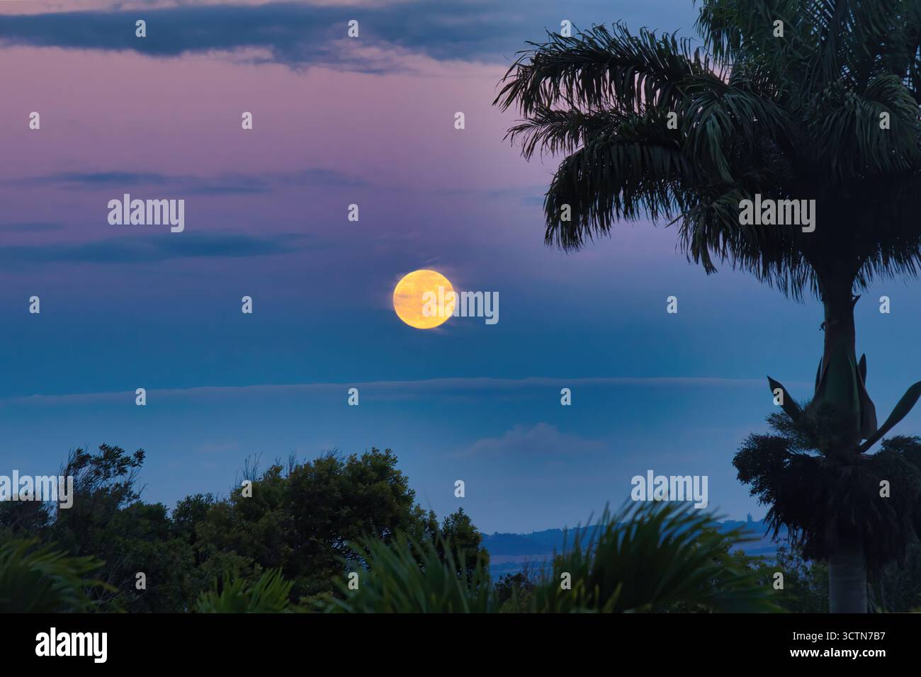 Voller Erntemond, der in einen blauen Stundenhimmel aufsteigt. Stockfoto