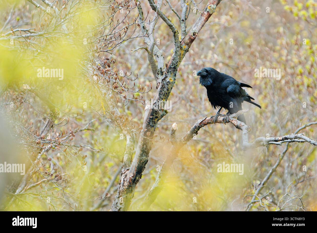 Der Turm (Corvus frugilegus) thront auf einem Zweig im frühen Frühlingswald, mit sanften Pastelltönen Stockfoto