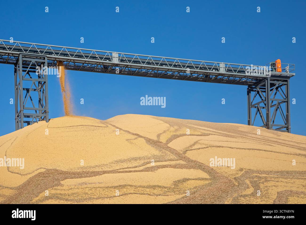 Inwood, Iowa – neu geernteter Mais wird am Cooperative Farmers Elevator (CFE) aufgehäuft. Der Stapel wird für den Winter mit einer Plane bedeckt und dann verkauft Stockfoto
