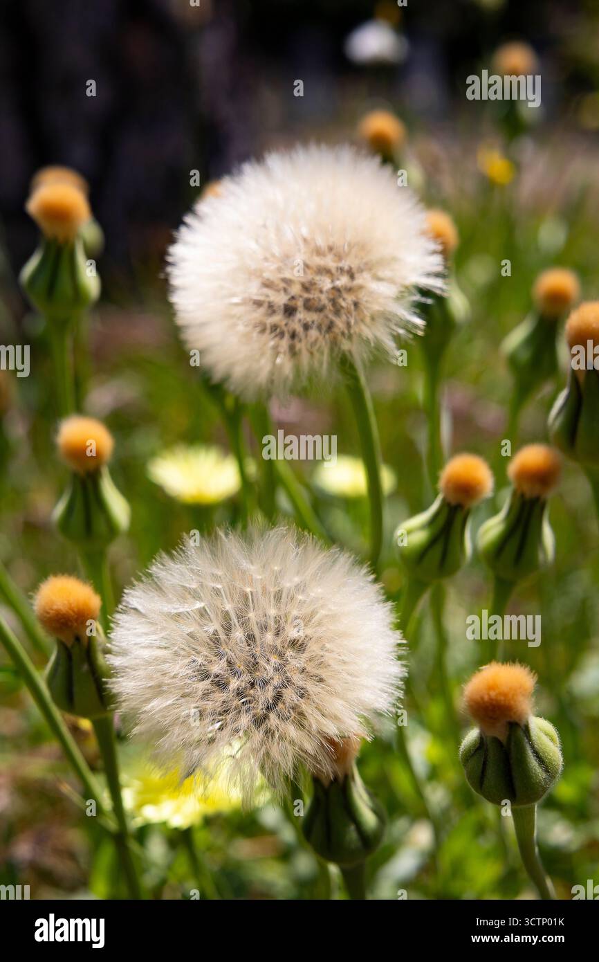 Weiße Löwenzahnblüten Stockfoto