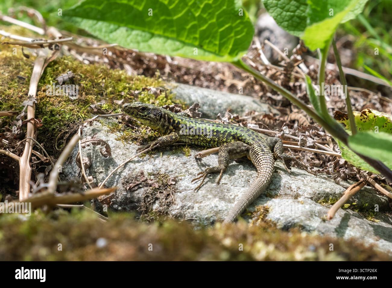 Nahaufnahme einer grünen Eidechse mit komplexen gelb-grünen Mustern auf einem moosbedeckten Felsen. Perfekt für Themen wie Tierwelt und ökologische Vielfalt Stockfoto