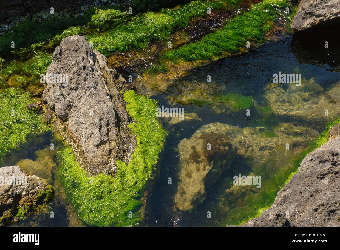 Nahaufnahme des Gezeitenbadlebens. Grüne Algen und felsige Texturen unter klarem Wasser. Einzelheiten der marinen Ökosysteme. Im Zusammenhang mit der biologischen Vielfalt und der Küstenexpedition Stockfoto