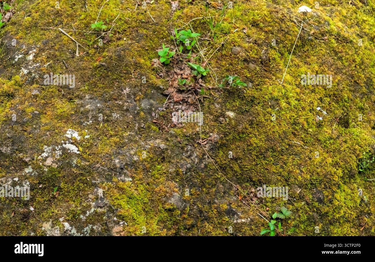 Waldboden. Die Nahaufnahme zeigt die komplizierten Strukturen und die Erdtöne eines moosbedeckten Felsens. Die widerstandsfähige Schönheit der Natur und die dezente Atmosphäre Stockfoto
