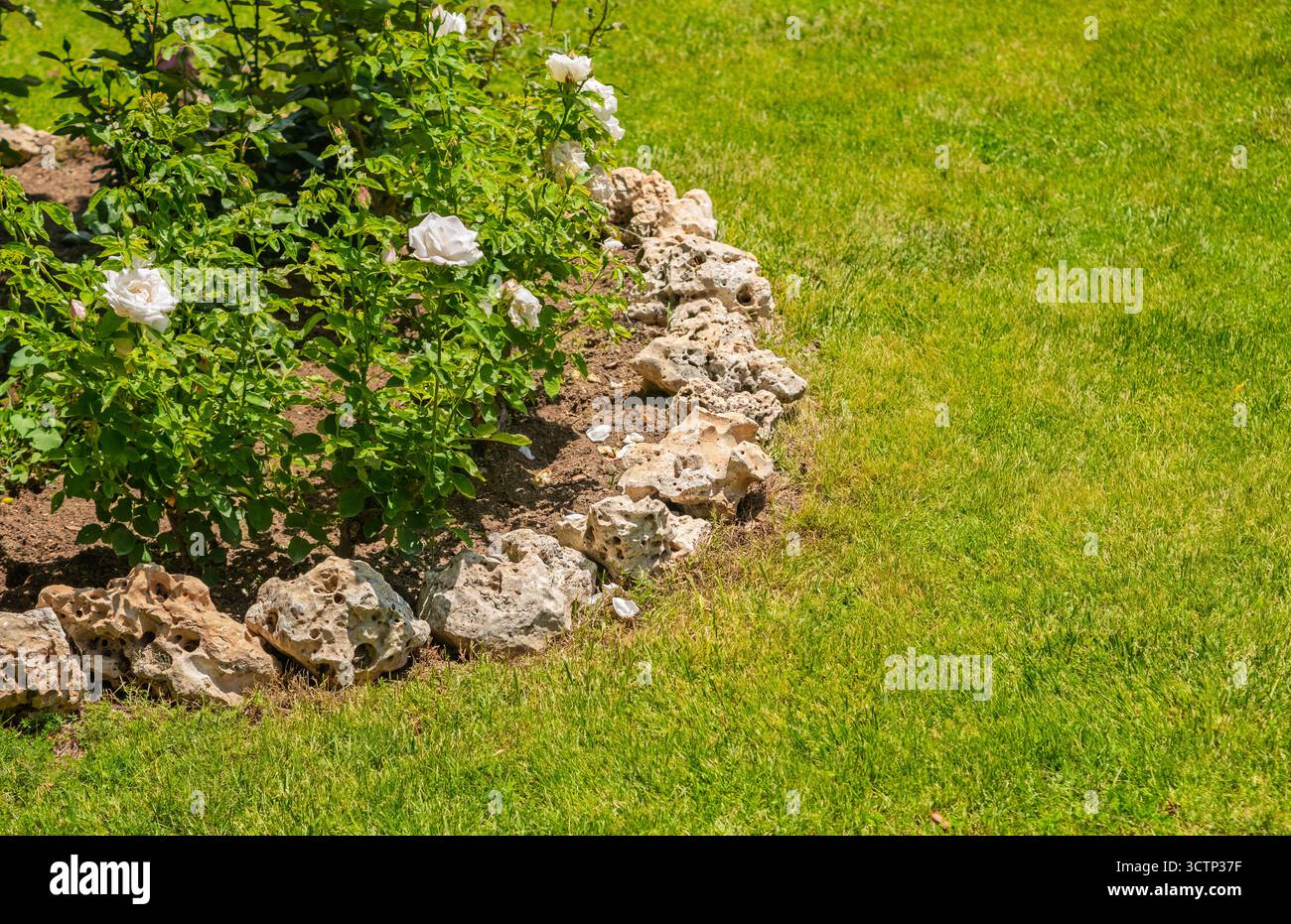 Rosenbusch umgeben von dekorativen Steinbändern. Gartenszene mit blühendem Rosenstrauch mit üppig grünem Rasen. Gut für Gartenthemen und Outdoorthemen Stockfoto