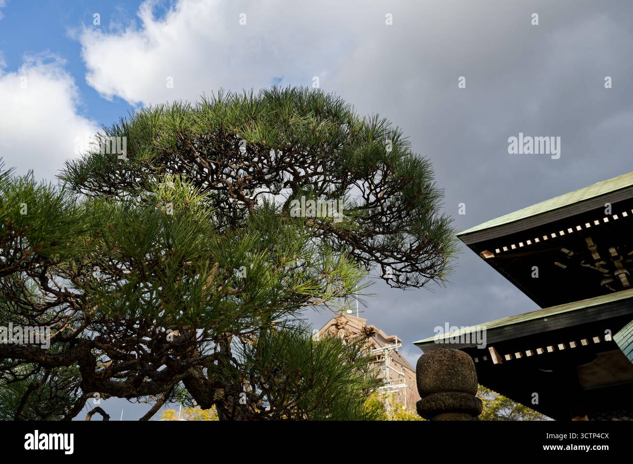 Eine Kiefer erhebt sich neben einem Tempeldach, mit komplexen Ästen, die sich vor einem Himmel aus sich wandelnden Wolken bilden Stockfoto