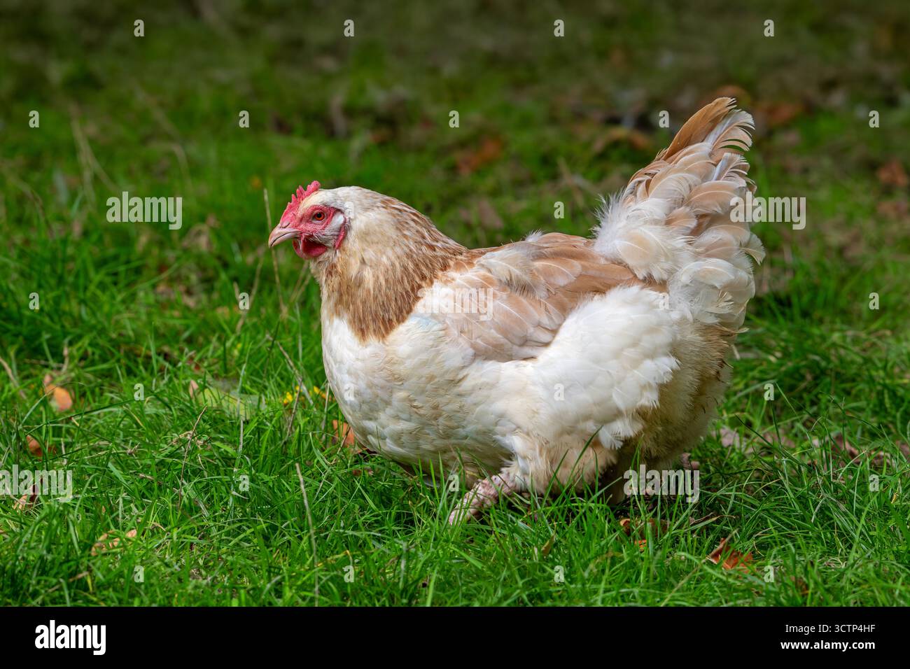 Meusian Huhn / poule meusienne, französische Rasse von Hähnchen Stockfoto