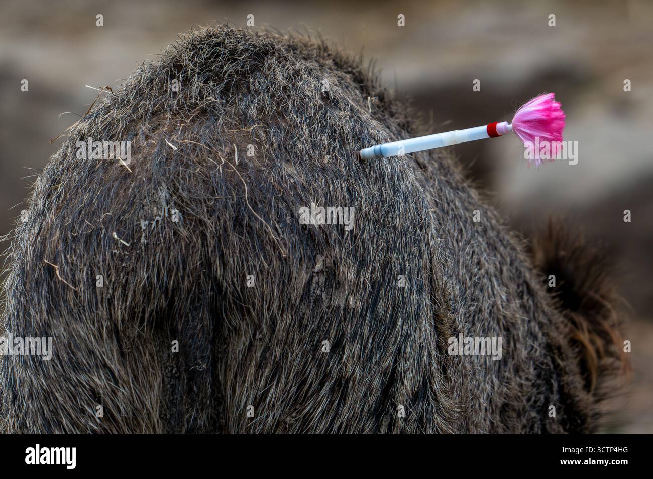 Mit einer Injektionsnadel gespitzt und mit einem Beruhigungsmittel oder Impfstoff gefüllt, mit dem der Tierarzt das Tier sedieren oder impfen kann Stockfoto