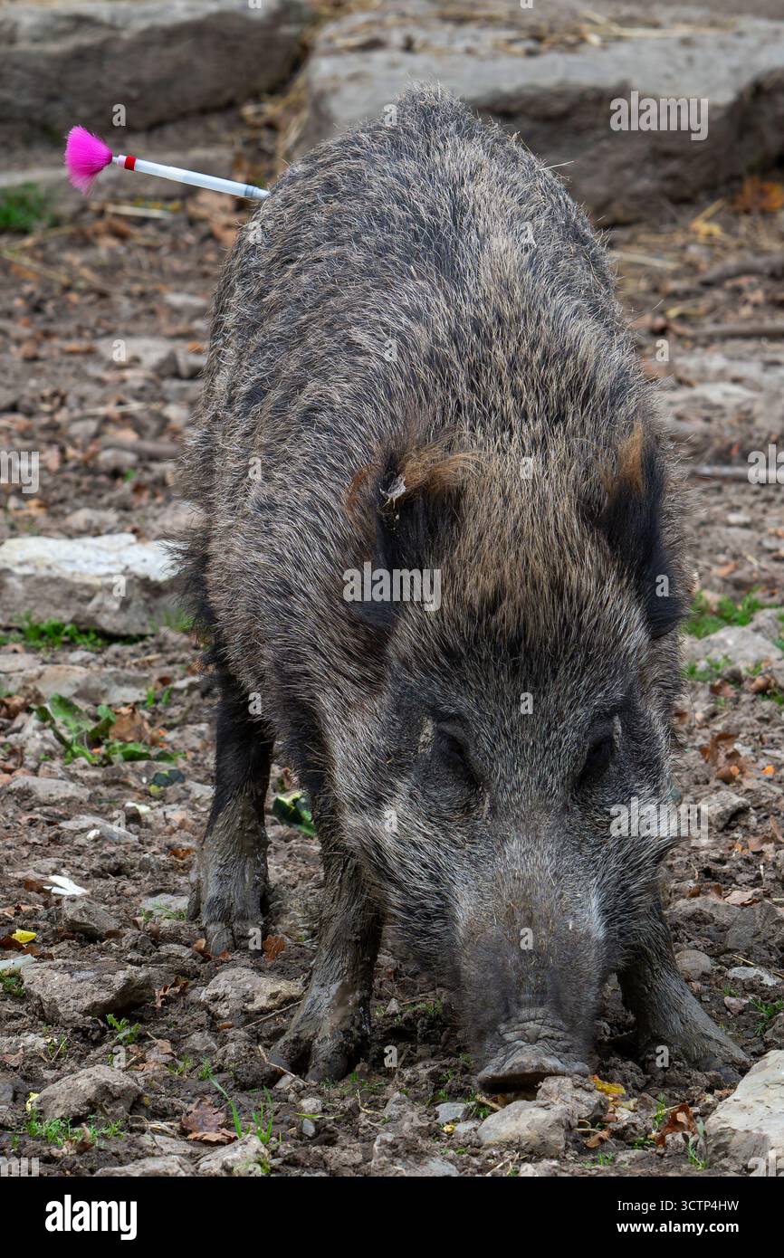 Mit einer Injektionsnadel gespitzt und mit einem Beruhigungsmittel oder Impfstoff gefüllt, mit dem Wildschweine durch den Tierarzt sediert oder geimpft werden Stockfoto
