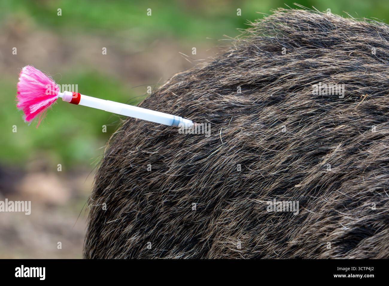 Mit einer Injektionsnadel gespitzt und mit einem Beruhigungsmittel oder Impfstoff gefüllt, mit dem der Tierarzt das Tier sedieren oder impfen kann Stockfoto