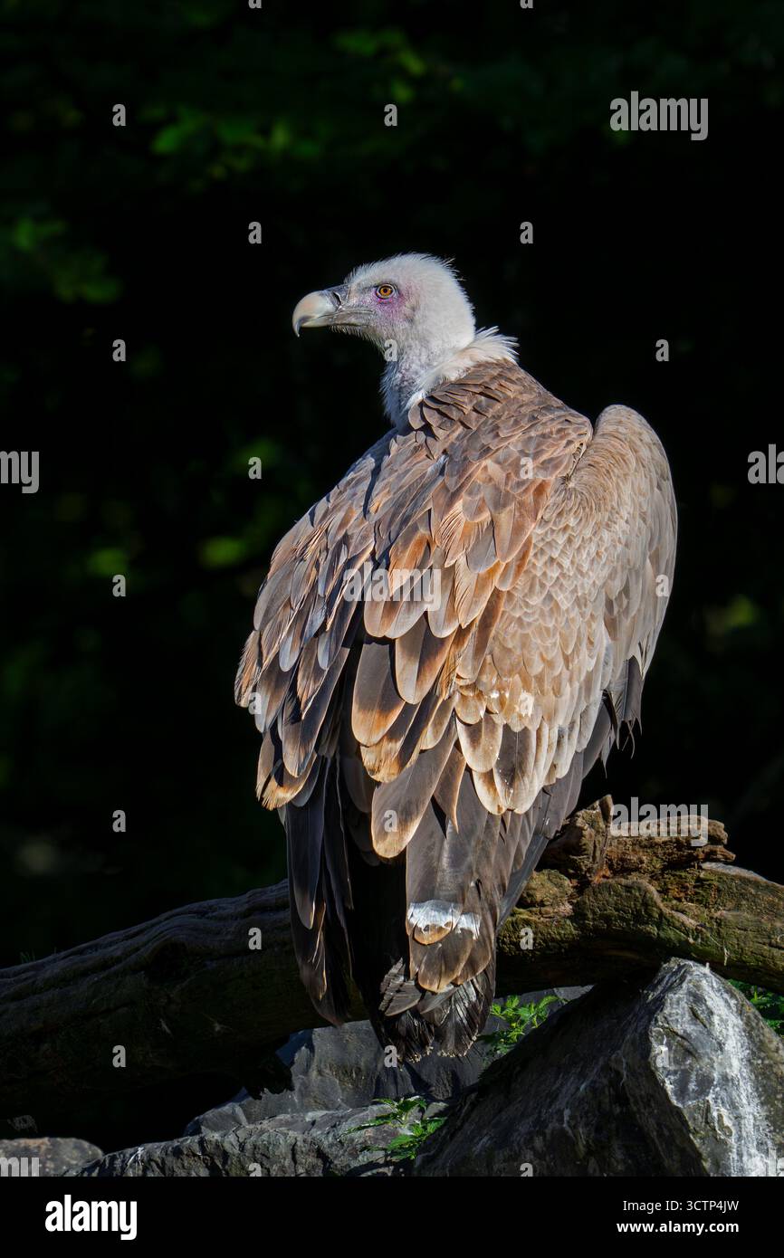 Greifgeier / Eurasischer Gänsegeier (Gyps fulvus) Schnitzelvögel aus Südeuropa, Nordafrika und Asien Stockfoto