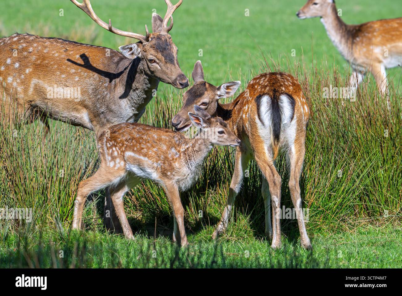 Europäischer Damhirsch (Dama dama), der im Herbst/Herbst mit Bock kitzt und im Grasland weicht Stockfoto