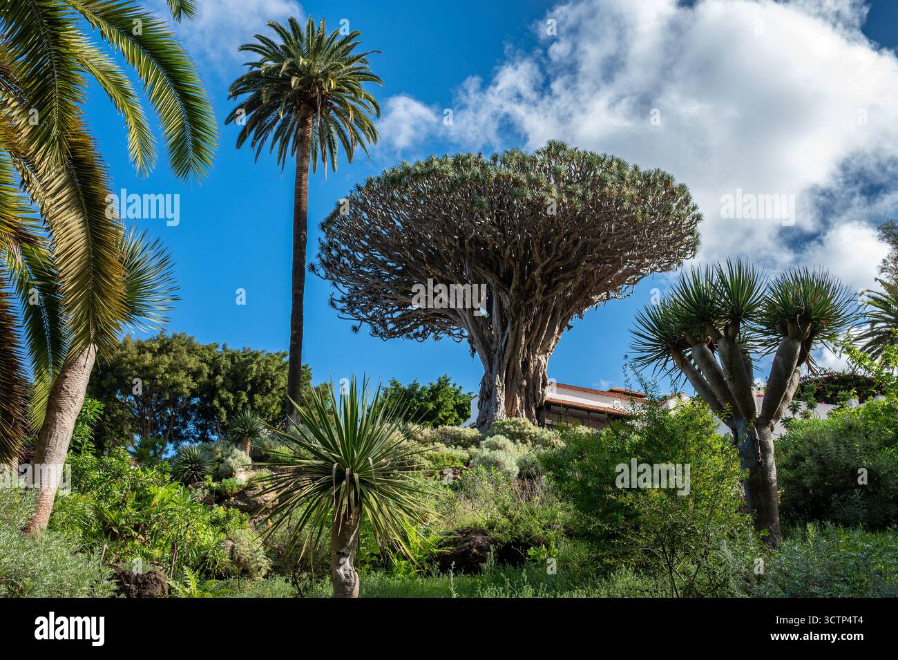 Niedriger Blick auf den berühmten Drachenbaum, der hoch zwischen Palmen im Parque del Drago in Icod de los Vinos, Teneriffa, unter einem hellblauen Himmel steht. Stockfoto