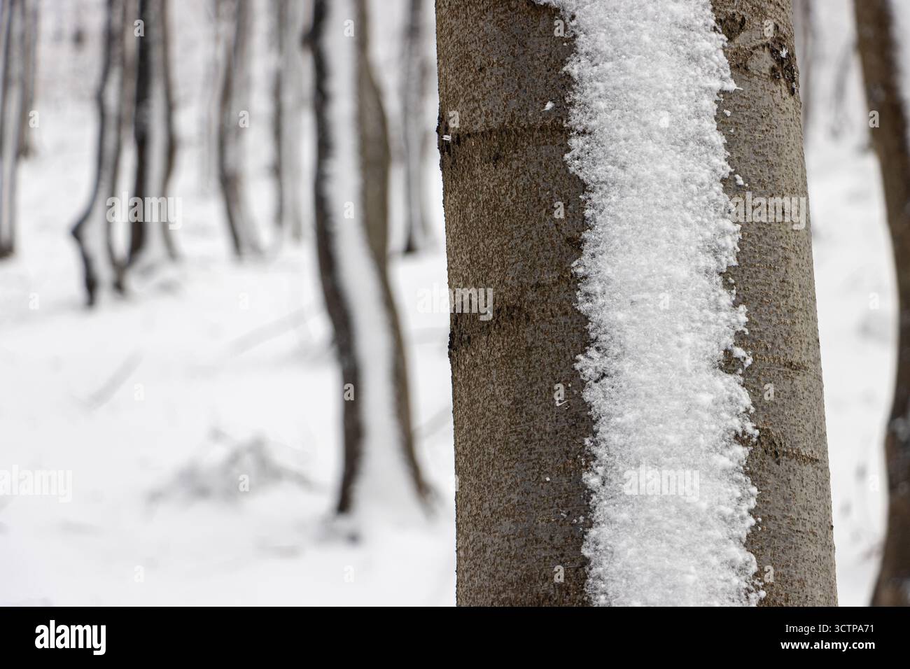 Windgepeitschter Schnee auf Baumstämmen in einem verschneiten Wald Stockfoto